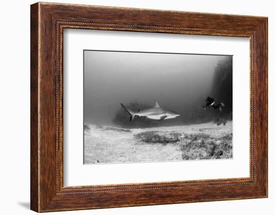 Caribbean Reef Shark, and Diver, Jardines De La Reina National Park-Pete Oxford-Framed Photographic Print