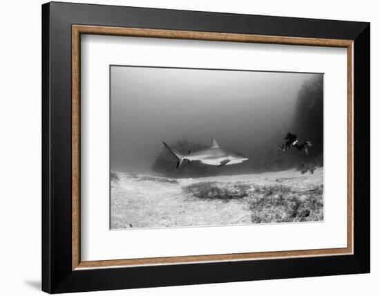 Caribbean Reef Shark, and Diver, Jardines De La Reina National Park-Pete Oxford-Framed Photographic Print