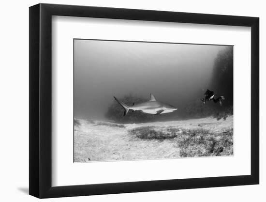 Caribbean Reef Shark, and Diver, Jardines De La Reina National Park-Pete Oxford-Framed Photographic Print