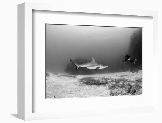 Caribbean Reef Shark, and Diver, Jardines De La Reina National Park-Pete Oxford-Framed Photographic Print