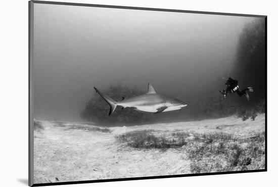 Caribbean Reef Shark, and Diver, Jardines De La Reina National Park-Pete Oxford-Mounted Photographic Print