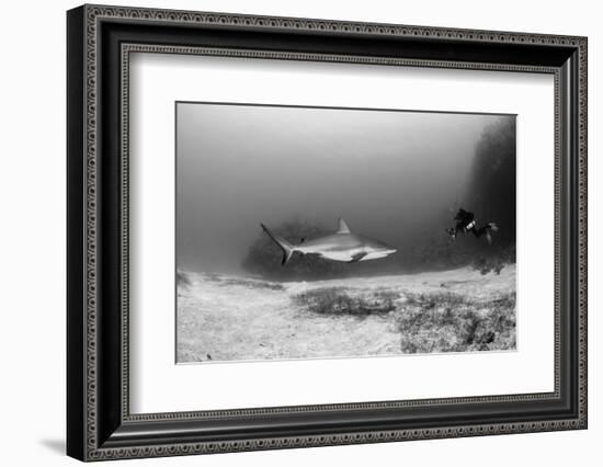 Caribbean Reef Shark, and Diver, Jardines De La Reina National Park-Pete Oxford-Framed Photographic Print