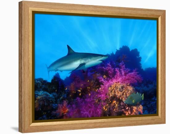 Caribbean Reef Shark and Soft Corals in the Ocean-null-Framed Premier Image Canvas