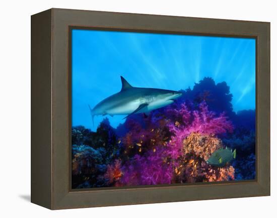 Caribbean Reef Shark and Soft Corals in the Ocean-null-Framed Premier Image Canvas