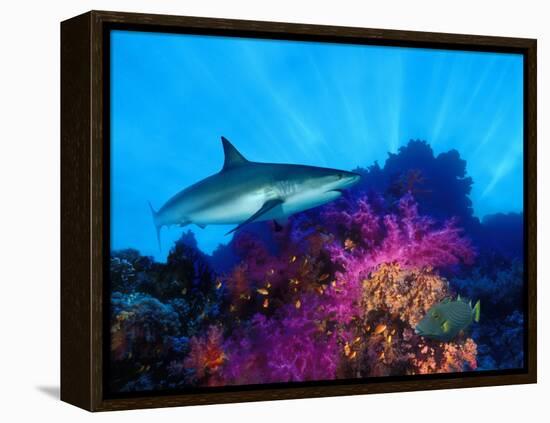 Caribbean Reef Shark and Soft Corals in the Ocean-null-Framed Premier Image Canvas