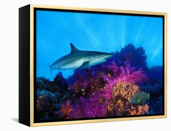Caribbean Reef Shark and Soft Corals in the Ocean-null-Framed Premier Image Canvas