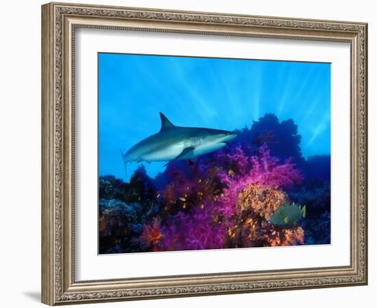 Caribbean Reef Shark and Soft Corals in the Ocean-null-Framed Photographic Print