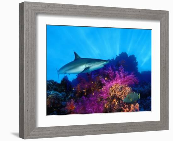 Caribbean Reef Shark and Soft Corals in the Ocean-null-Framed Photographic Print