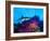 Caribbean Reef Shark and Soft Corals in the Ocean-null-Framed Photographic Print