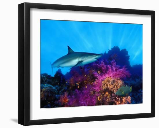 Caribbean Reef Shark and Soft Corals in the Ocean-null-Framed Photographic Print