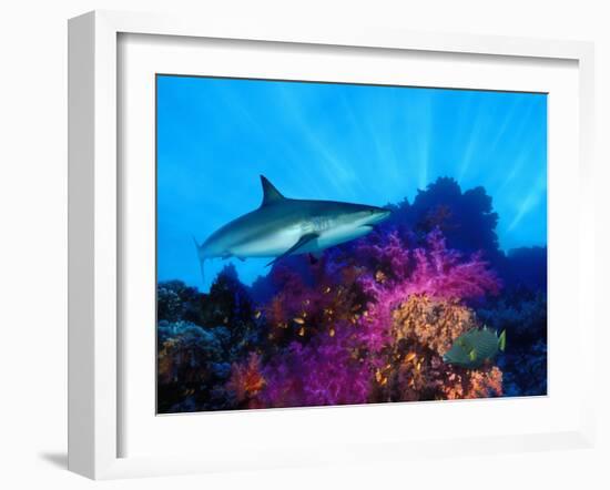 Caribbean Reef Shark and Soft Corals in the Ocean-null-Framed Photographic Print