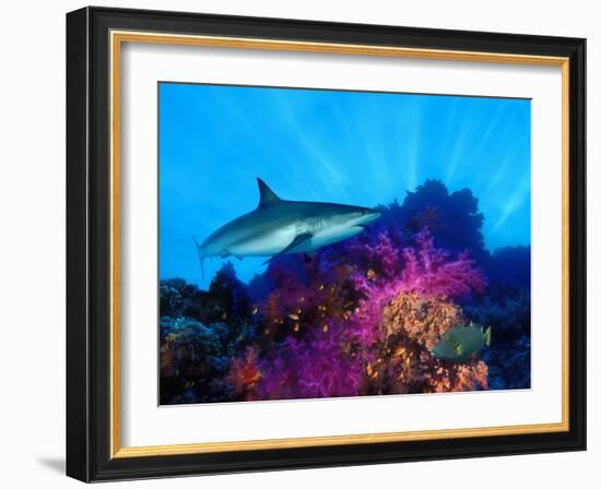 Caribbean Reef Shark and Soft Corals in the Ocean-null-Framed Photographic Print