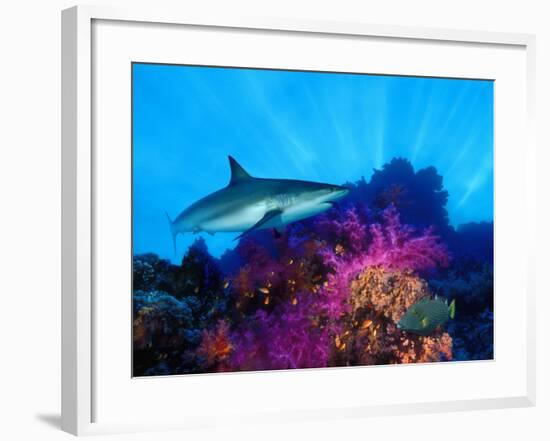 Caribbean Reef Shark and Soft Corals in the Ocean-null-Framed Photographic Print