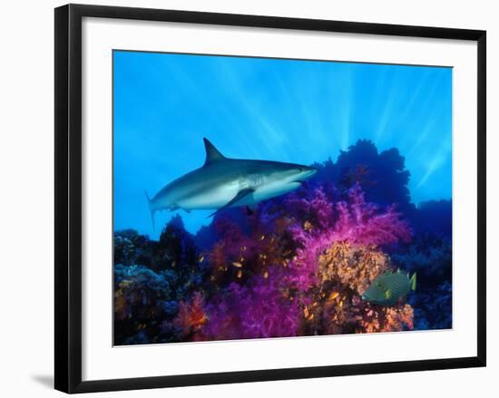 Caribbean Reef Shark and Soft Corals in the Ocean-null-Framed Photographic Print