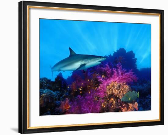 Caribbean Reef Shark and Soft Corals in the Ocean-null-Framed Photographic Print