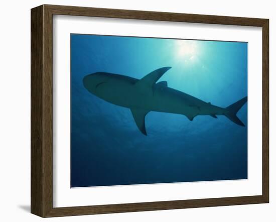 Caribbean Reef Shark, Bahamas, West Indies, Atlantic Ocean, Central America-Murray Louise-Framed Photographic Print