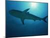 Caribbean Reef Shark, Bahamas, West Indies, Atlantic Ocean, Central America-Murray Louise-Mounted Photographic Print