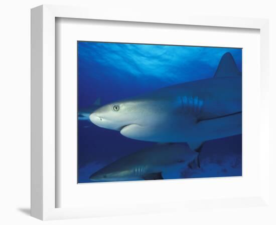 Caribbean Reef Shark, Bahamas-Michele Westmorland-Framed Photographic Print