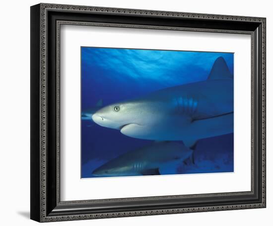 Caribbean Reef Shark, Bahamas-Michele Westmorland-Framed Photographic Print