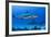 Caribbean Reef Shark, Jardines De La Reina National Park, Cuba-Pete Oxford-Framed Photographic Print