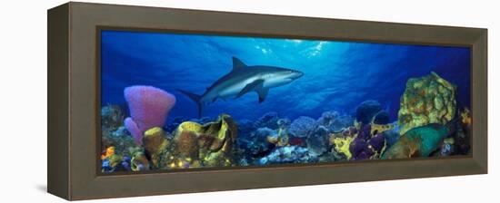 Caribbean Reef Shark Rainbow Parrotfish in the Sea-null-Framed Premier Image Canvas