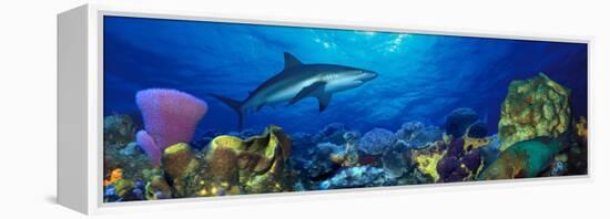 Caribbean Reef Shark Rainbow Parrotfish in the Sea-null-Framed Premier Image Canvas