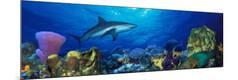 Premium Photographic Print