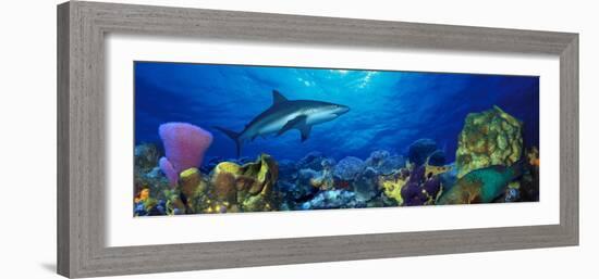 Caribbean Reef Shark Rainbow Parrotfish in the Sea-null-Framed Photographic Print