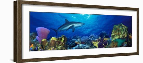 Caribbean Reef Shark Rainbow Parrotfish in the Sea-null-Framed Photographic Print