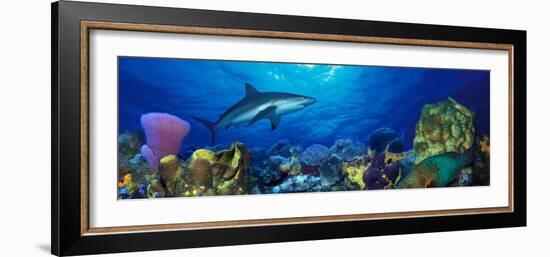 Caribbean Reef Shark Rainbow Parrotfish in the Sea-null-Framed Photographic Print