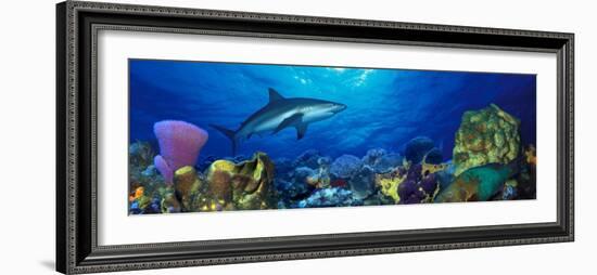 Caribbean Reef Shark Rainbow Parrotfish in the Sea-null-Framed Photographic Print