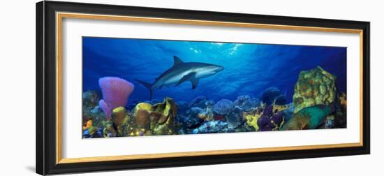 Caribbean Reef Shark Rainbow Parrotfish in the Sea-null-Framed Photographic Print