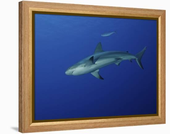 Caribbean Reef Shark, West Caicos, Turks and Caicos-Stocktrek Images-Framed Premier Image Canvas