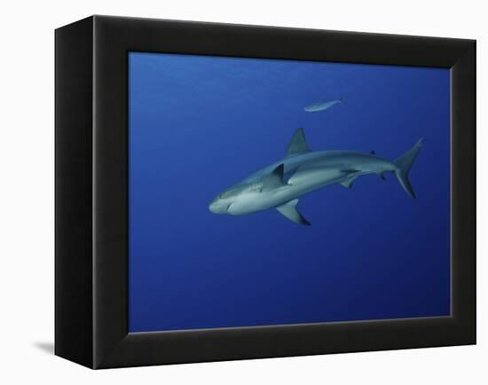 Caribbean Reef Shark, West Caicos, Turks and Caicos-Stocktrek Images-Framed Premier Image Canvas
