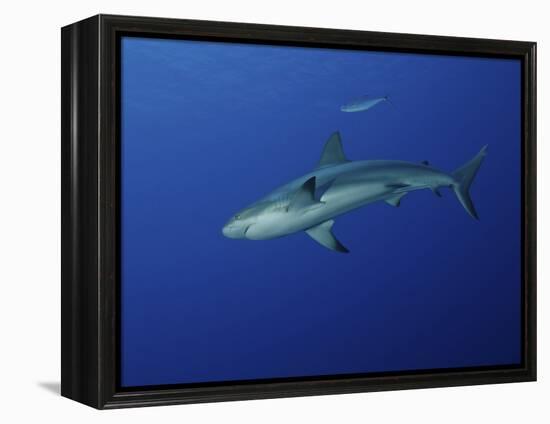 Caribbean Reef Shark, West Caicos, Turks and Caicos-Stocktrek Images-Framed Premier Image Canvas