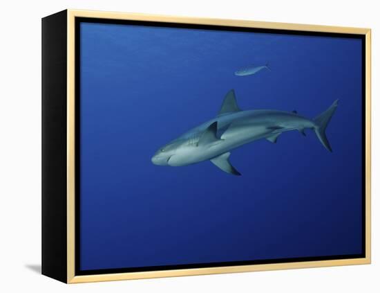 Caribbean Reef Shark, West Caicos, Turks and Caicos-Stocktrek Images-Framed Premier Image Canvas