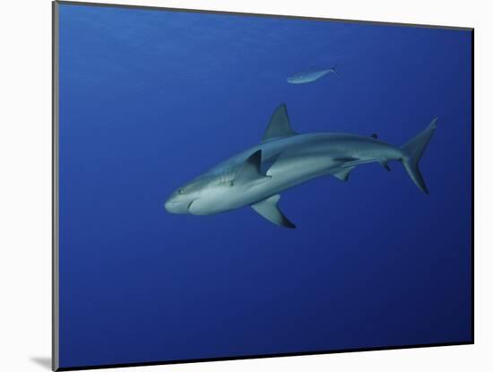 Caribbean Reef Shark, West Caicos, Turks and Caicos-Stocktrek Images-Mounted Photographic Print