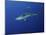 Caribbean Reef Shark, West Caicos, Turks and Caicos-Stocktrek Images-Mounted Photographic Print