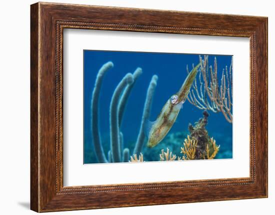 Caribbean Reef Squid (Sepioteuthis Sepioidea) Amongst Gorgonians, on a Shallow Coral Reef-Alex Mustard-Framed Photographic Print