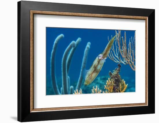 Caribbean Reef Squid (Sepioteuthis Sepioidea) Amongst Gorgonians, on a Shallow Coral Reef-Alex Mustard-Framed Photographic Print