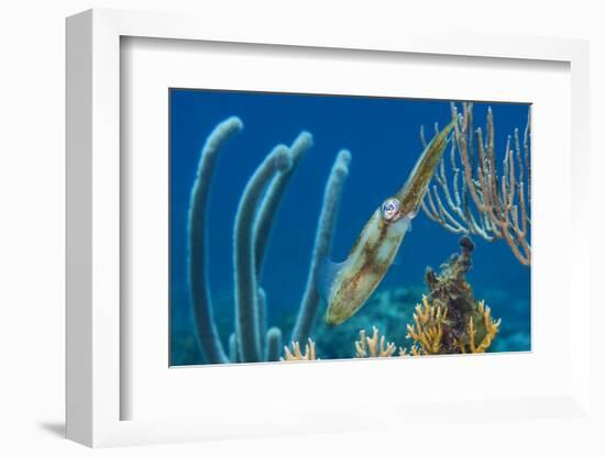 Caribbean Reef Squid (Sepioteuthis Sepioidea) Amongst Gorgonians, on a Shallow Coral Reef-Alex Mustard-Framed Photographic Print