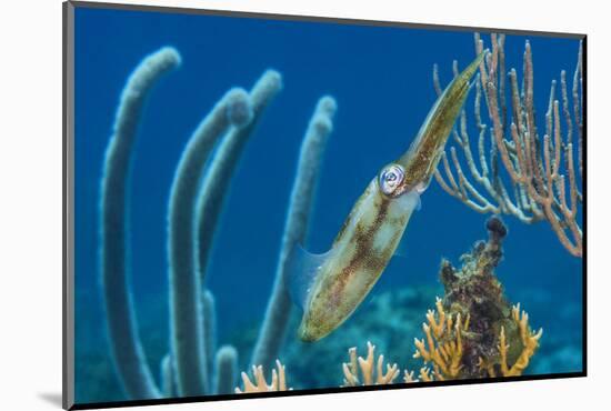 Caribbean Reef Squid (Sepioteuthis Sepioidea) Amongst Gorgonians, on a Shallow Coral Reef-Alex Mustard-Mounted Photographic Print