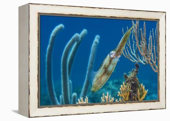 Caribbean Reef Squid (Sepioteuthis Sepioidea) Amongst Gorgonians, on a Shallow Coral Reef-Alex Mustard-Framed Premier Image Canvas