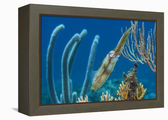 Caribbean Reef Squid (Sepioteuthis Sepioidea) Amongst Gorgonians, on a Shallow Coral Reef-Alex Mustard-Framed Premier Image Canvas