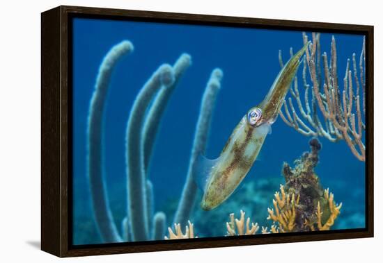 Caribbean Reef Squid (Sepioteuthis Sepioidea) Amongst Gorgonians, on a Shallow Coral Reef-Alex Mustard-Framed Premier Image Canvas