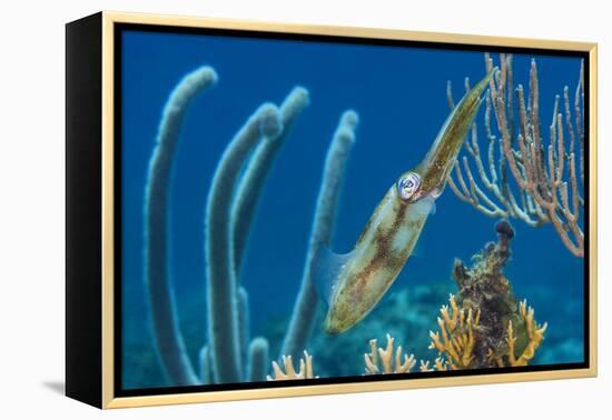 Caribbean Reef Squid (Sepioteuthis Sepioidea) Amongst Gorgonians, on a Shallow Coral Reef-Alex Mustard-Framed Premier Image Canvas