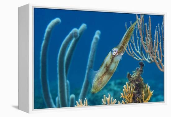 Caribbean Reef Squid (Sepioteuthis Sepioidea) Amongst Gorgonians, on a Shallow Coral Reef-Alex Mustard-Framed Premier Image Canvas