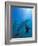 Caribbean Sea, Curacao-Michele Westmorland-Framed Photographic Print