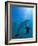 Caribbean Sea, Curacao-Michele Westmorland-Framed Photographic Print