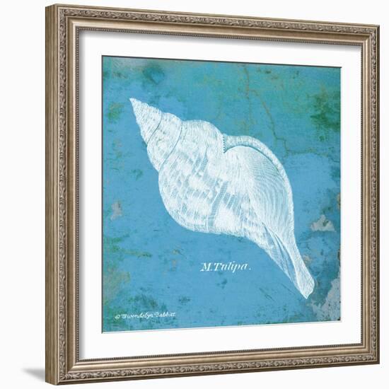 Caribbean Shell II-Gwendolyn Babbitt-Framed Art Print